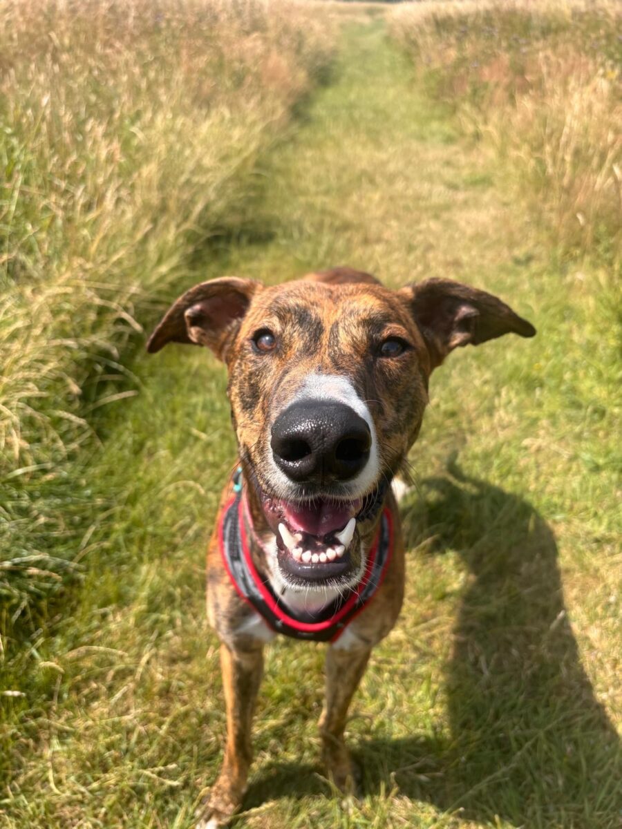 Joker, a 2 years old male Lurcher available for adoption from Newcastle Dogs & Cats Shelter in Tyne and Wear
