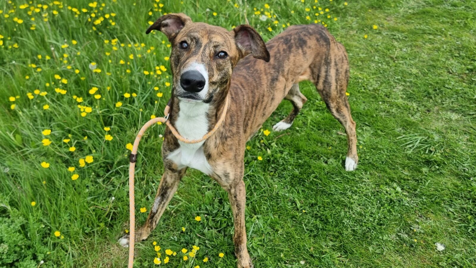 Joker, a 2 years old male Lurcher available for adoption from Newcastle Dogs & Cats Shelter in Tyne and Wear