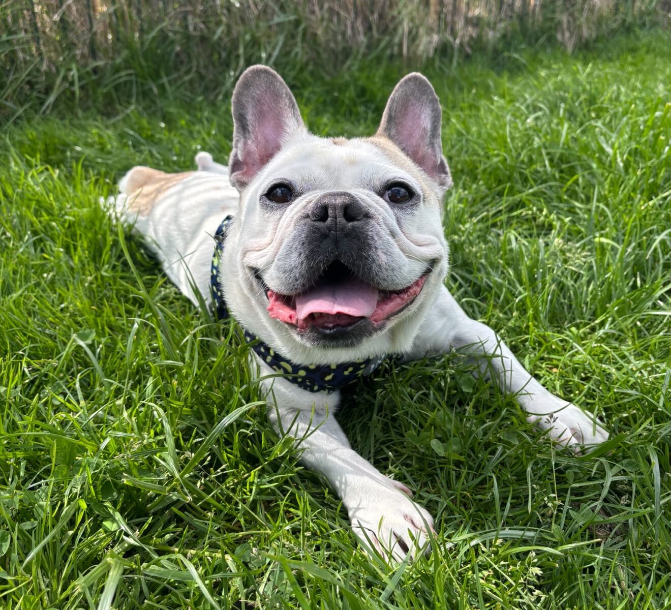 Koda, a 4 years old male French Bulldog available for adoption from Newcastle Dogs & Cats Shelter in Tyne and Wear