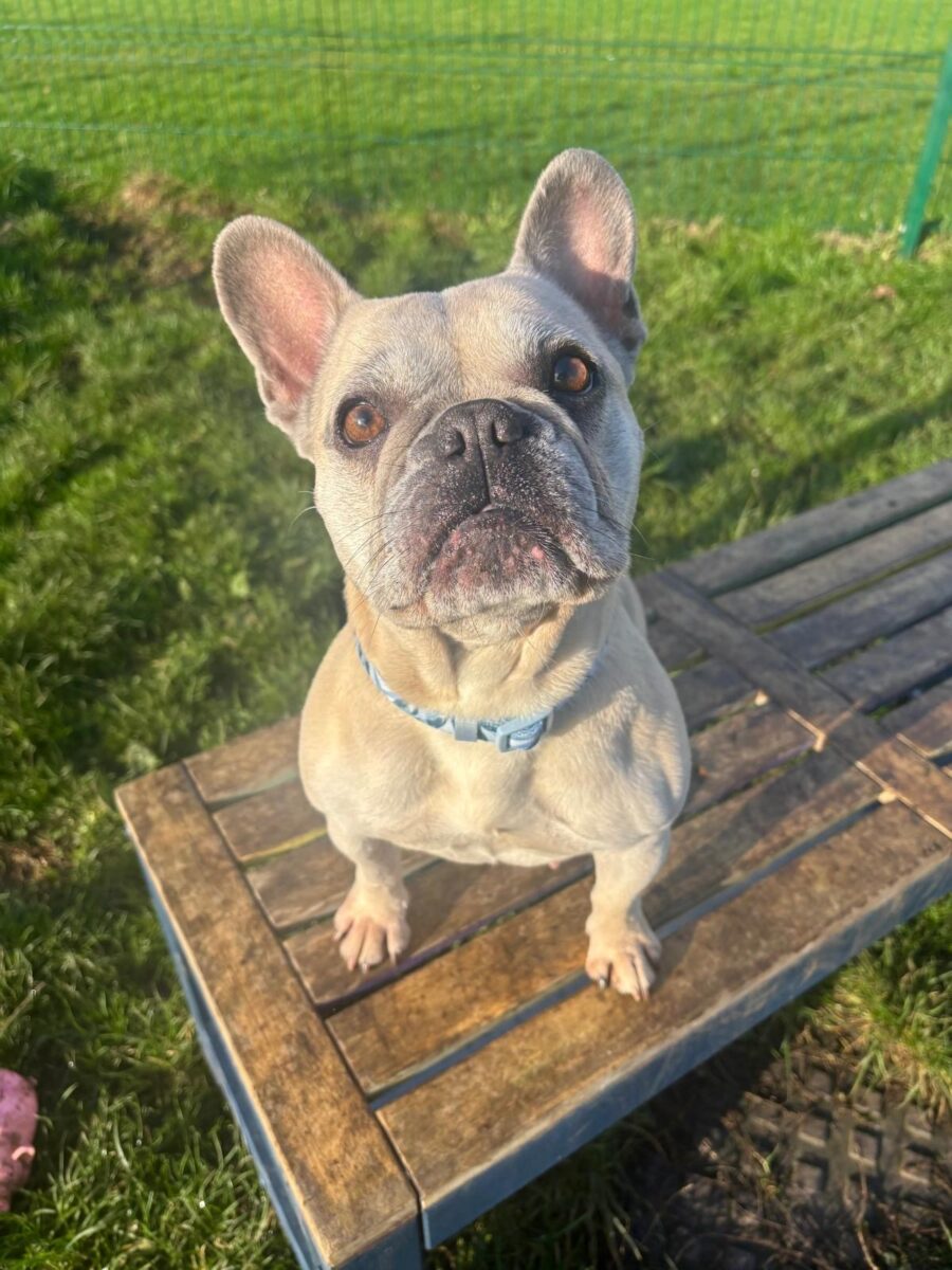 Layla, a 5 years old female French Bulldog available for adoption from Newcastle Dogs & Cats Shelter in Tyne and Wear