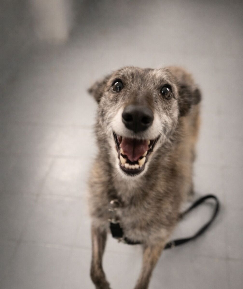 Lola, a 6 years old unknown Unknown available for adoption from Newcastle Dogs & Cats Shelter in Newcastle-Upon-Tyne, Tyne and Wear