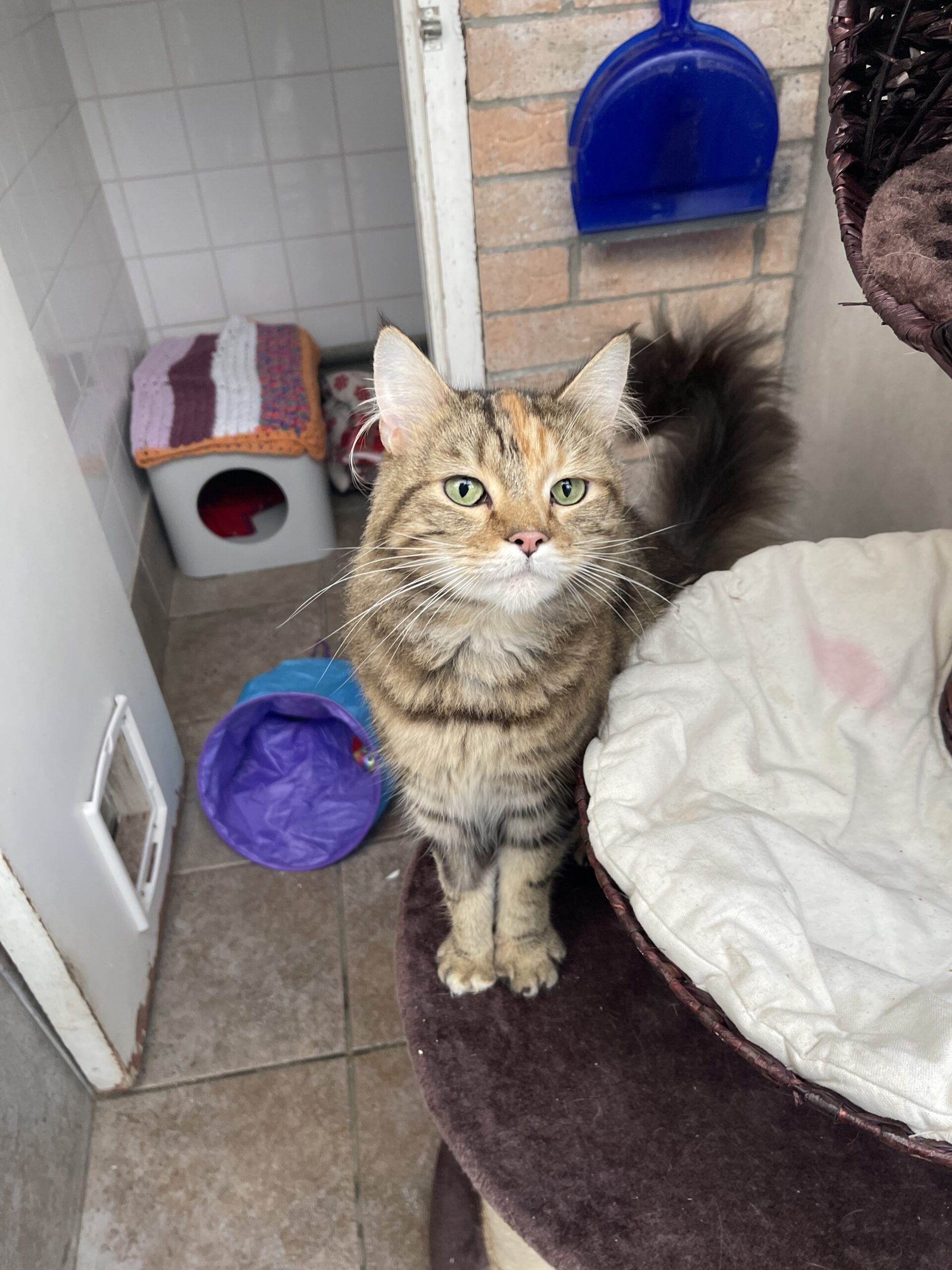 MAggie Newcastle Dog & Cat Shelter