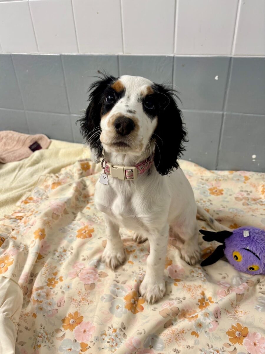 Maggie, a Unknown old unknown Unknown available for adoption from Newcastle Dogs & Cats Shelter in Newcastle-Upon-Tyne, Tyne and Wear