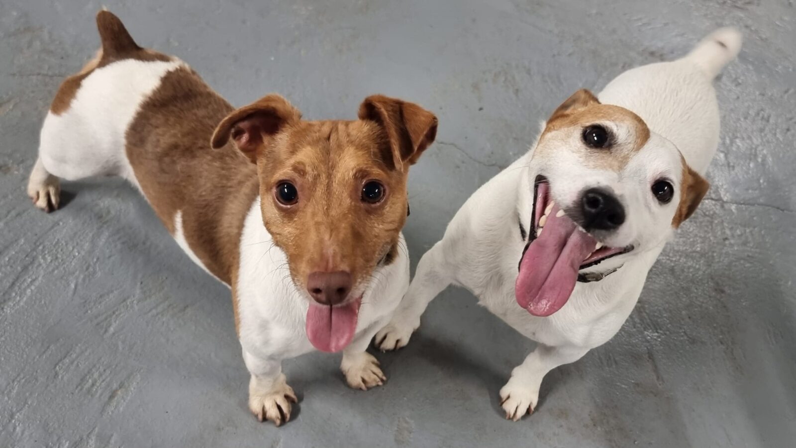 Marcus & Milo, a 6 years old male Jack Russell Terrier available for adoption from Newcastle Dogs & Cats Shelter in Tyne and Wear