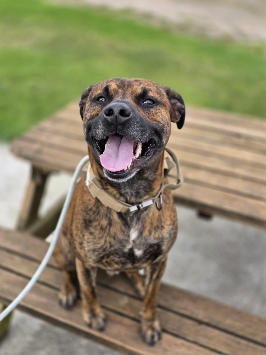 Merlin, a 3 years old male Staffordshire Bull Terrier X available for adoption from Newcastle Dogs & Cats Shelter in Tyne And Wear
