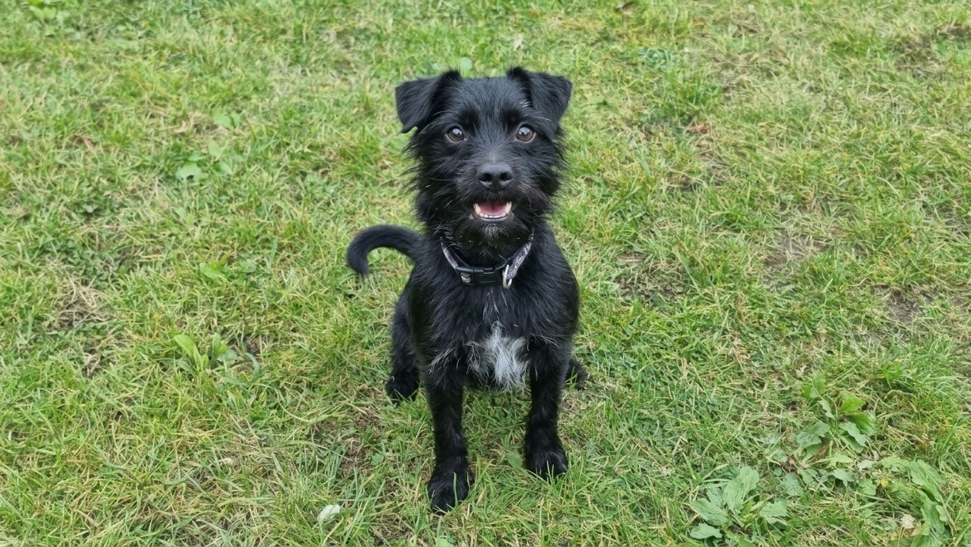 Milo, a 7 years old male Patterdale Terrier available for adoption from Newcastle Dogs & Cats Shelter in Tyne And Wear