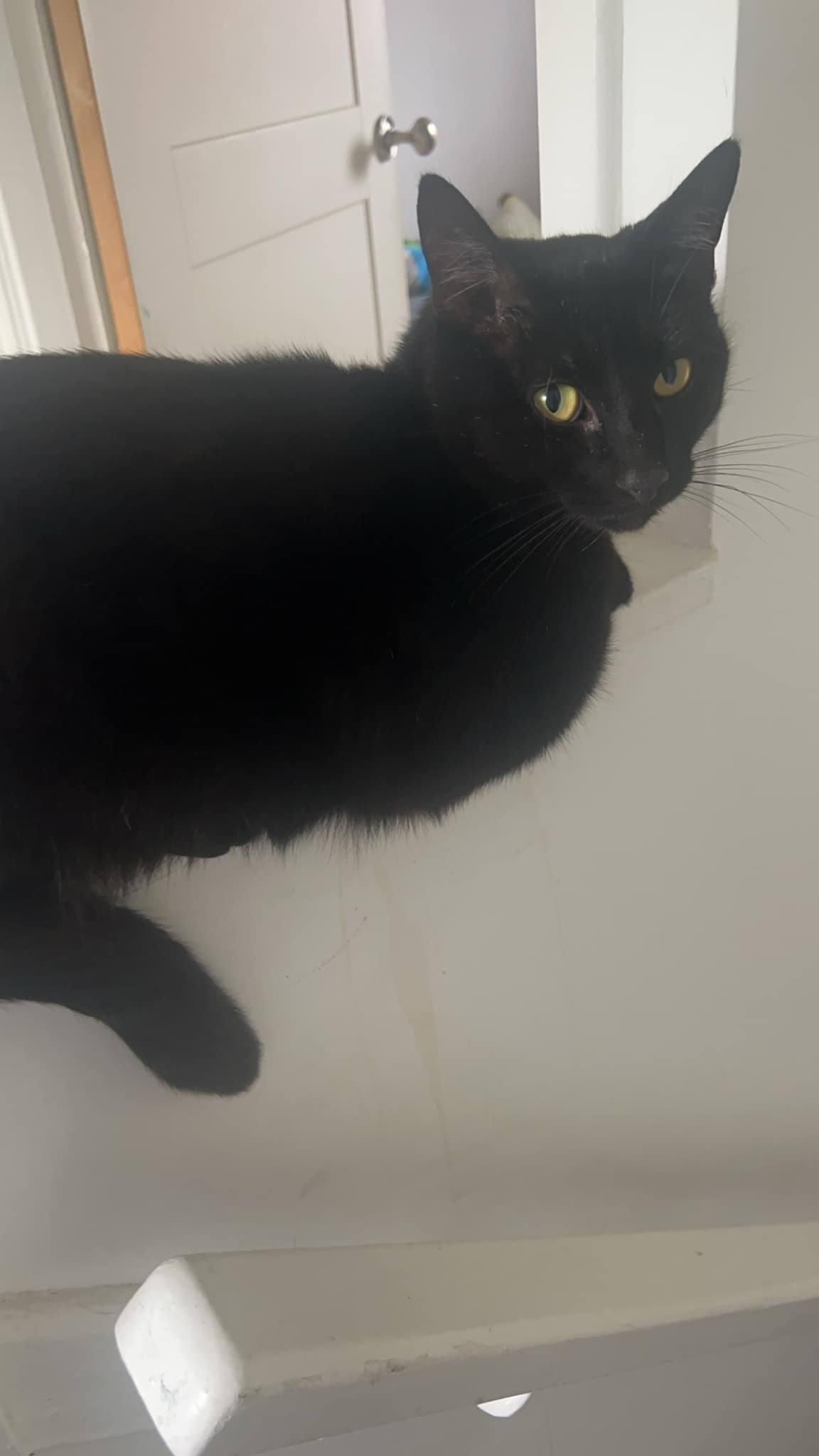 Missing cat Gizmo Newcastle Dog & Cat Shelter