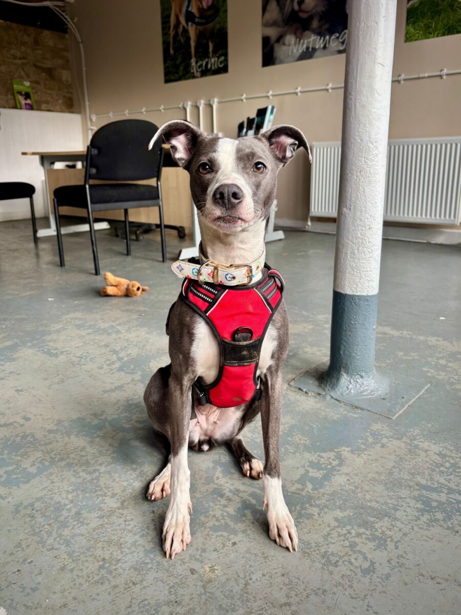 Opal, a 4 years old female Unknown available for adoption from Newcastle Dogs & Cats Shelter in Newcastle-Upon-Tyne, Tyne and Wear