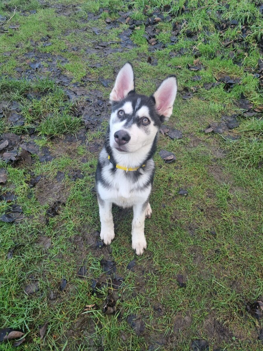 Otter, a Unknown old unknown Unknown available for adoption from Newcastle Dogs & Cats Shelter in Newcastle-Upon-Tyne, Tyne and Wear