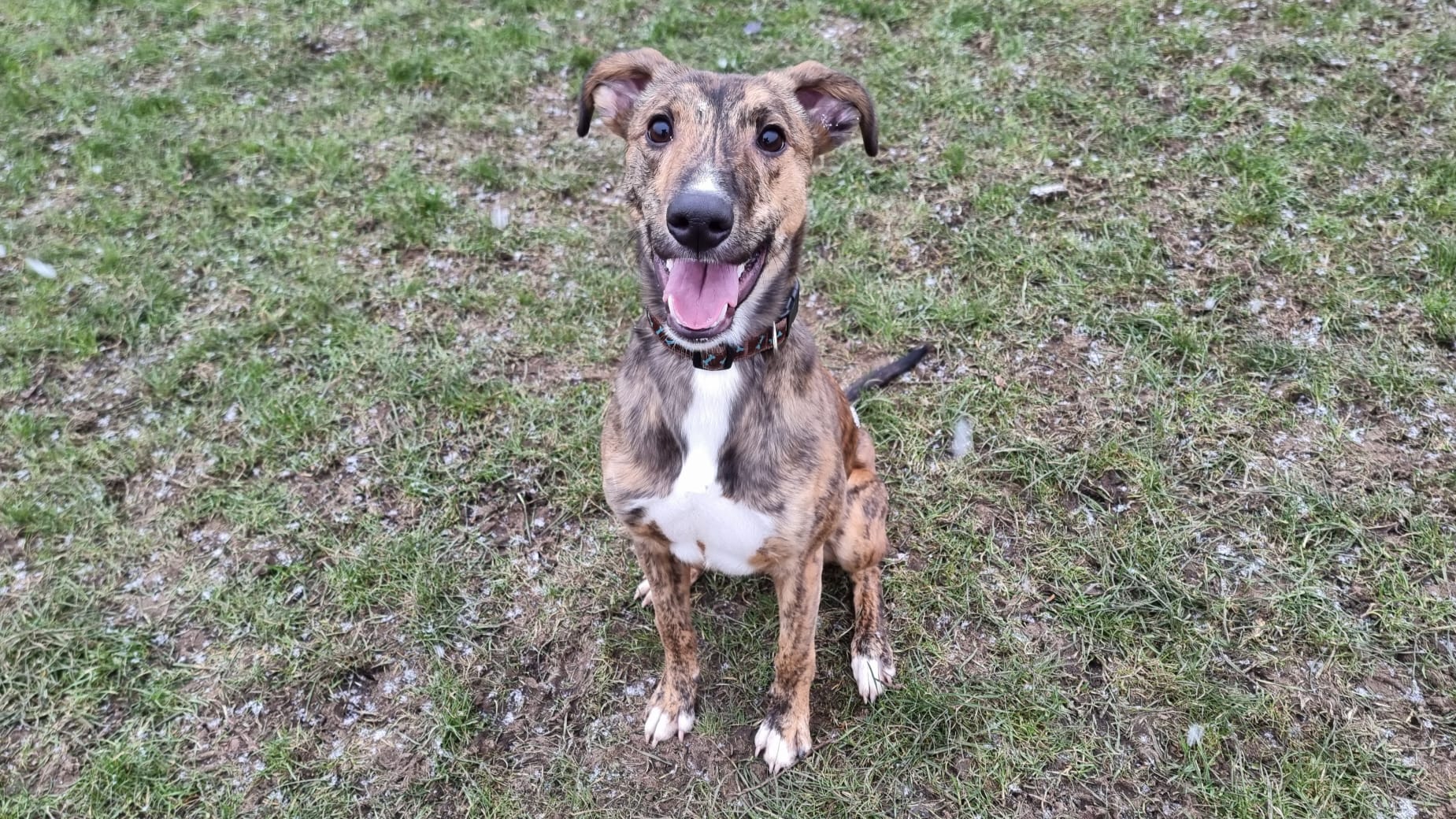 PHOTO20240116125504 Newcastle Dog & Cat Shelter