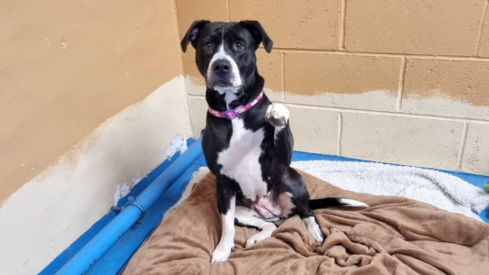 Pickles, a 2 years old unknown Unknown available for adoption from Newcastle Dogs & Cats Shelter in Newcastle-Upon-Tyne, Tyne and Wear