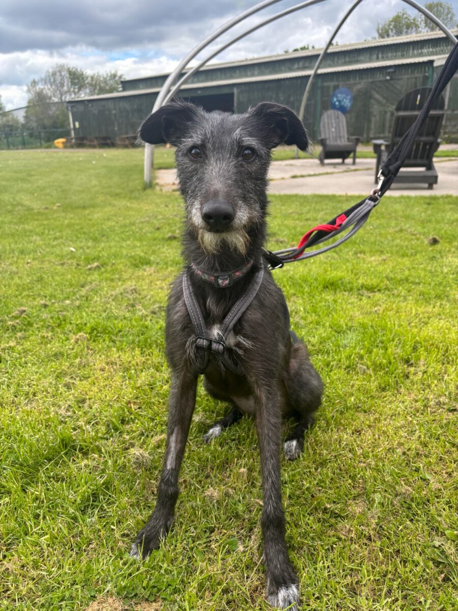 Pippa, a 2 years old female Lurcher available for adoption from Newcastle Dogs & Cats Shelter in Tyne and Wear