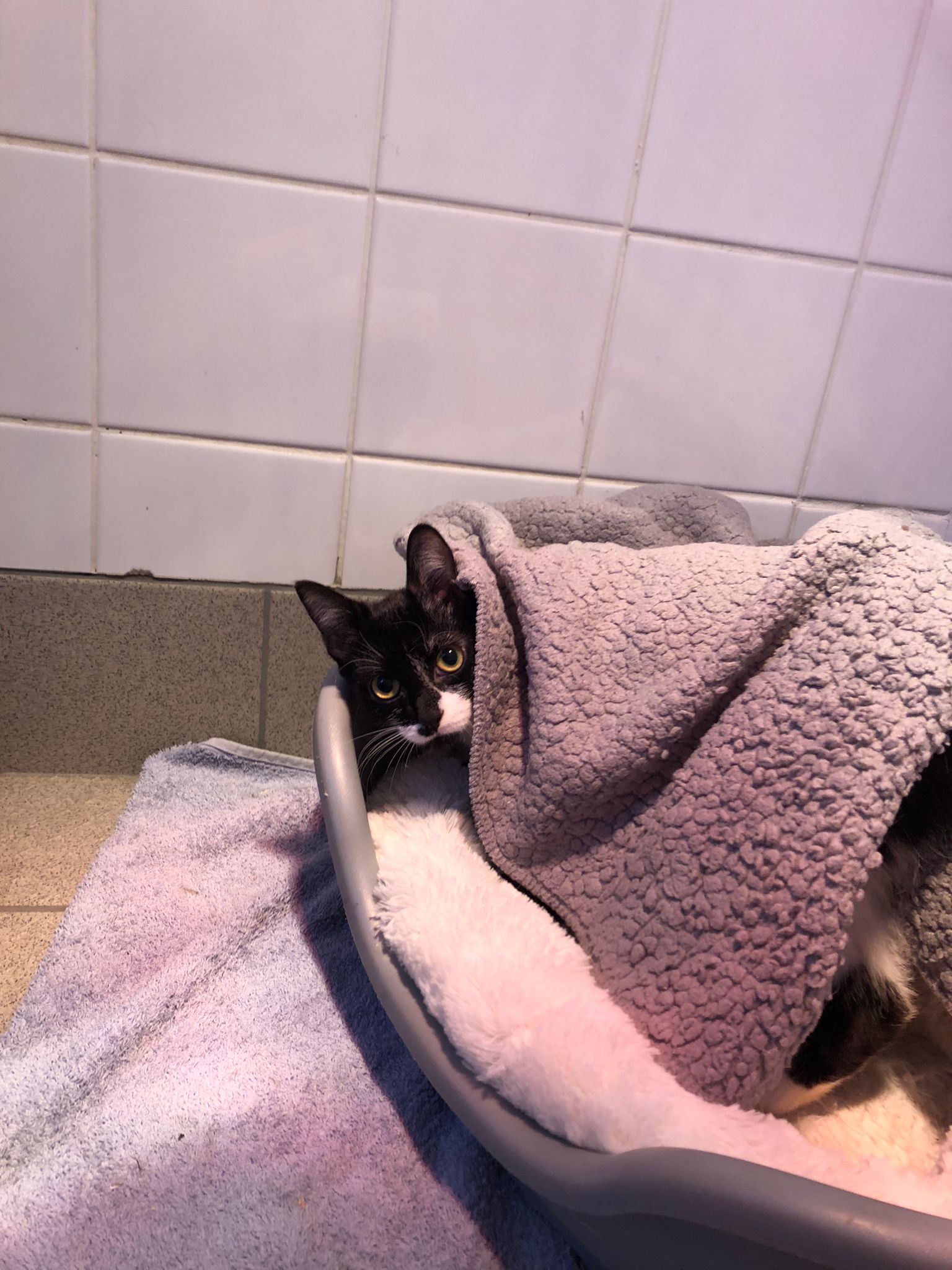 Popping head out Newcastle Dog & Cat Shelter