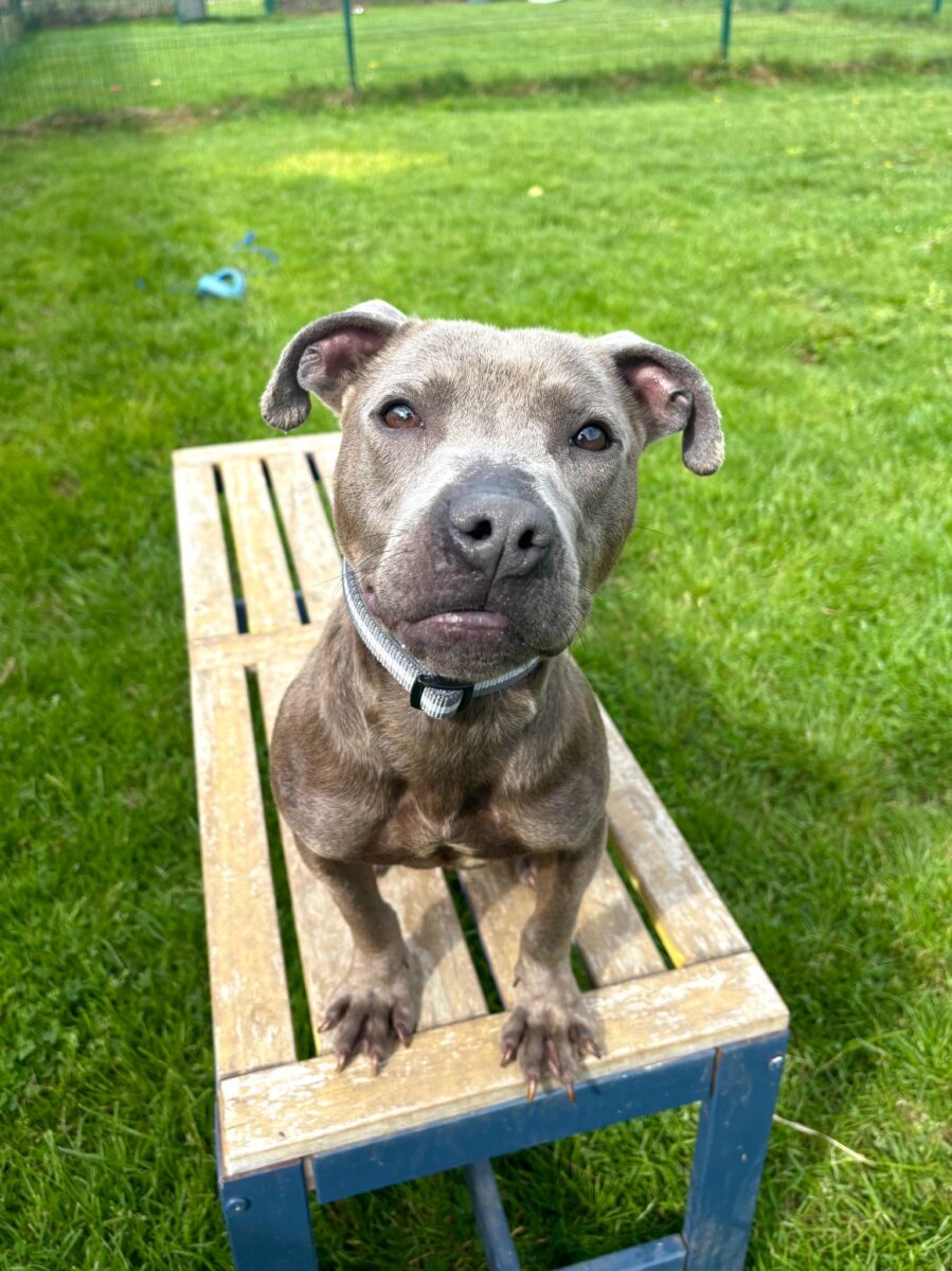 Rafiki, a 11 months old male Staffordshire Bull Terrier X available for adoption from Newcastle Dogs & Cats Shelter in Tyne and Wear