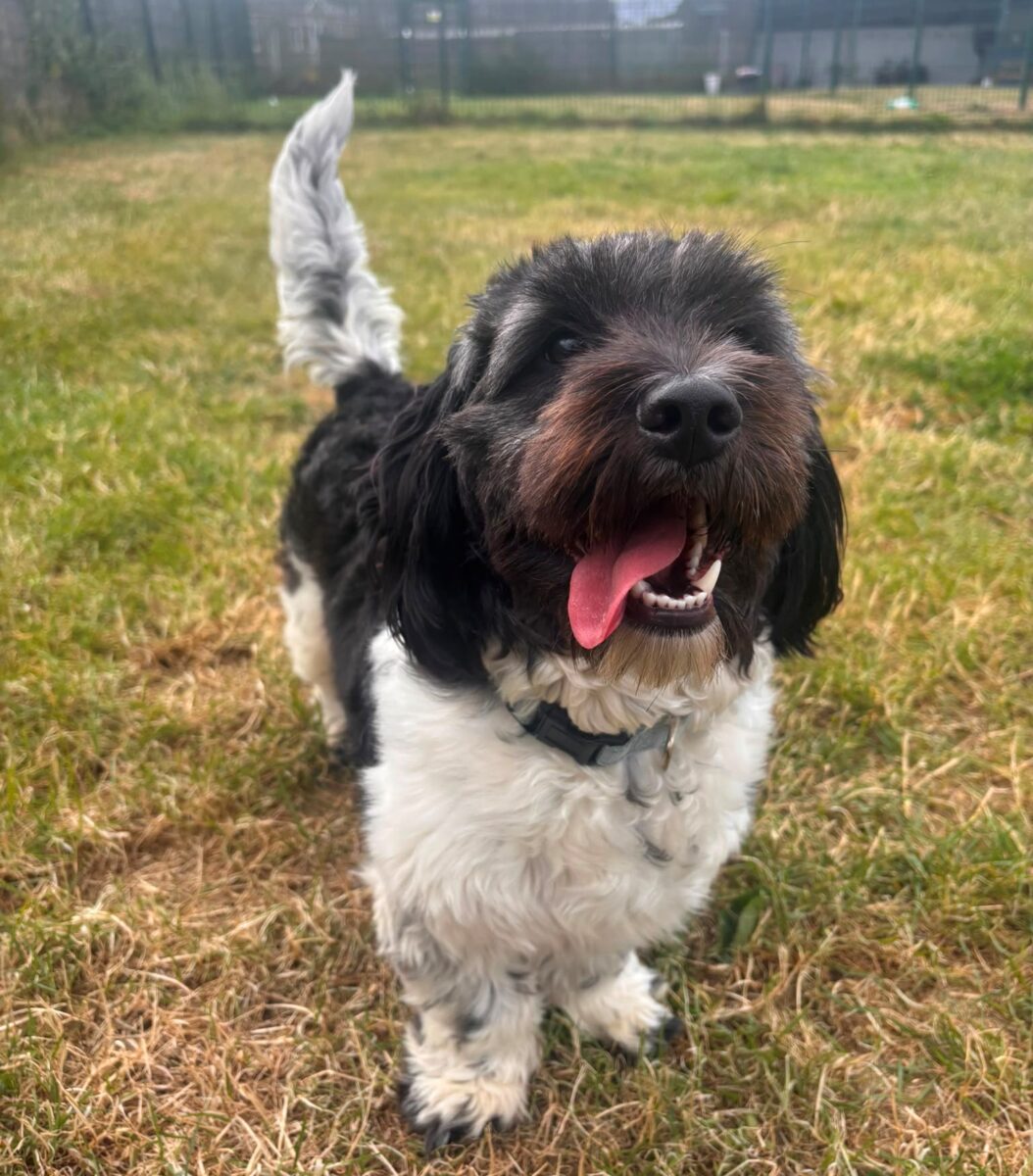 Raine, a 1 year old female Crossbreed available for adoption from Newcastle Dogs & Cats Shelter in Tyne and Wear