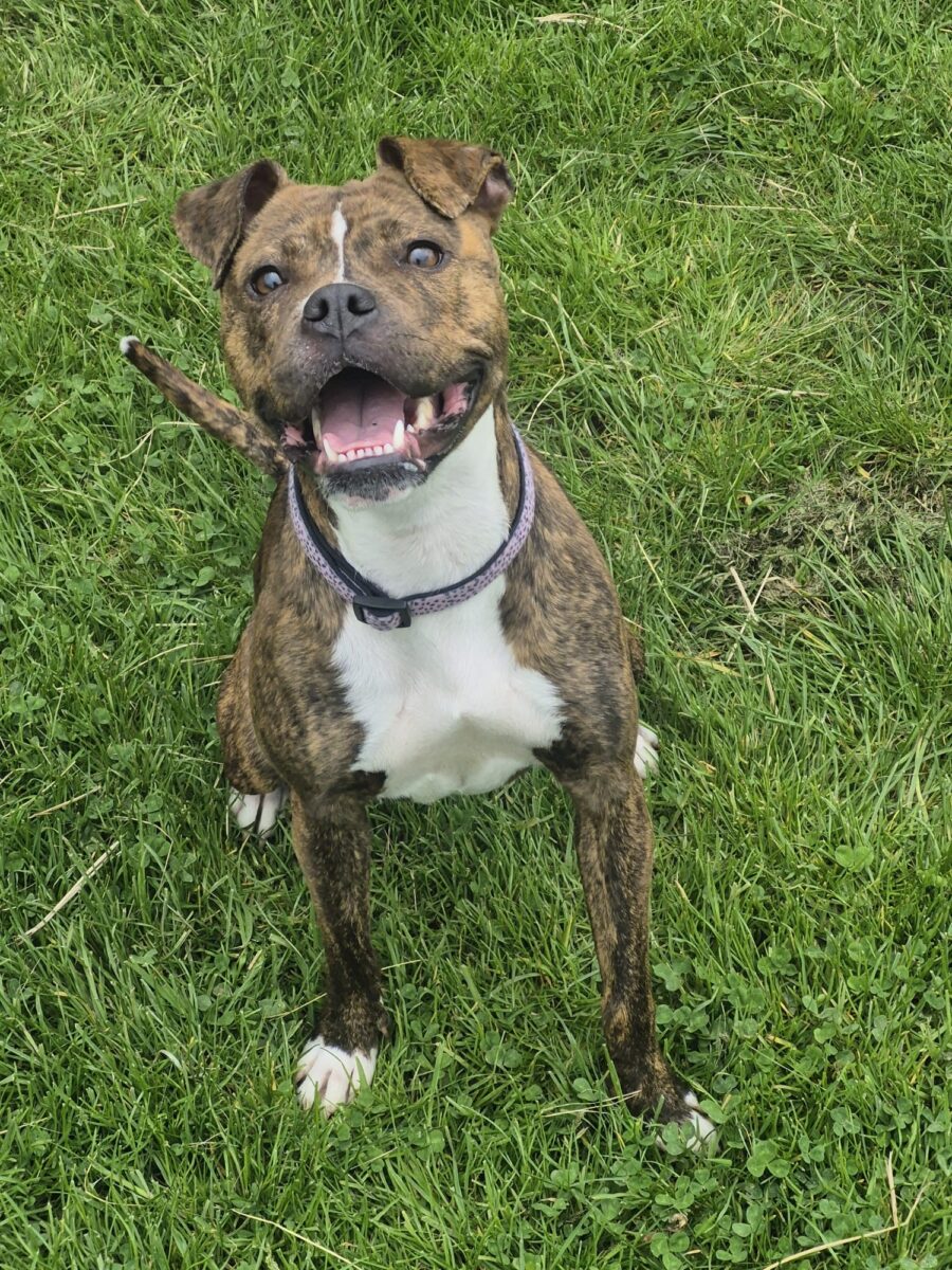 Ramona, a 1 year old female Staffordshire Bull Terrier available for adoption from Newcastle Dogs & Cats Shelter in Tyne and Wear