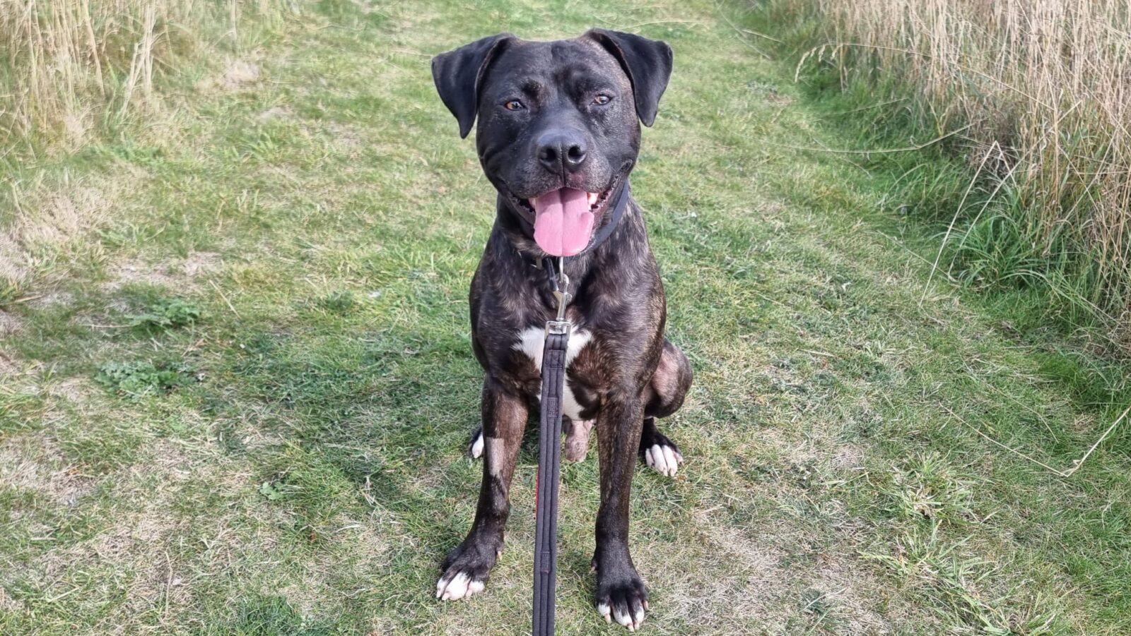 Reuben, a 4 years old male American Bulldog X available for adoption from Newcastle Dogs & Cats Shelter in Tyne and Wear