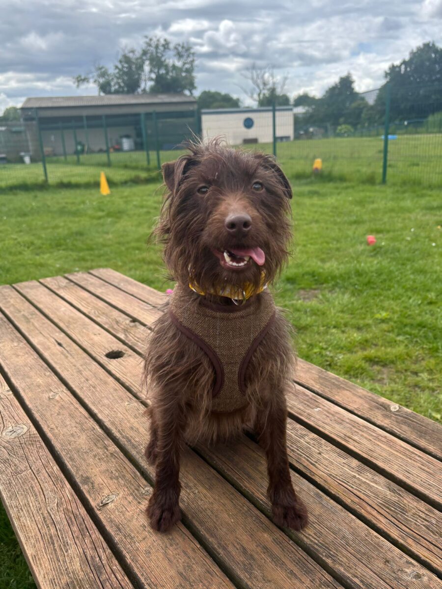 Rosie, a 2 years old female Patterdale Terrier available for adoption from Newcastle Dogs & Cats Shelter in Tyne and Wear
