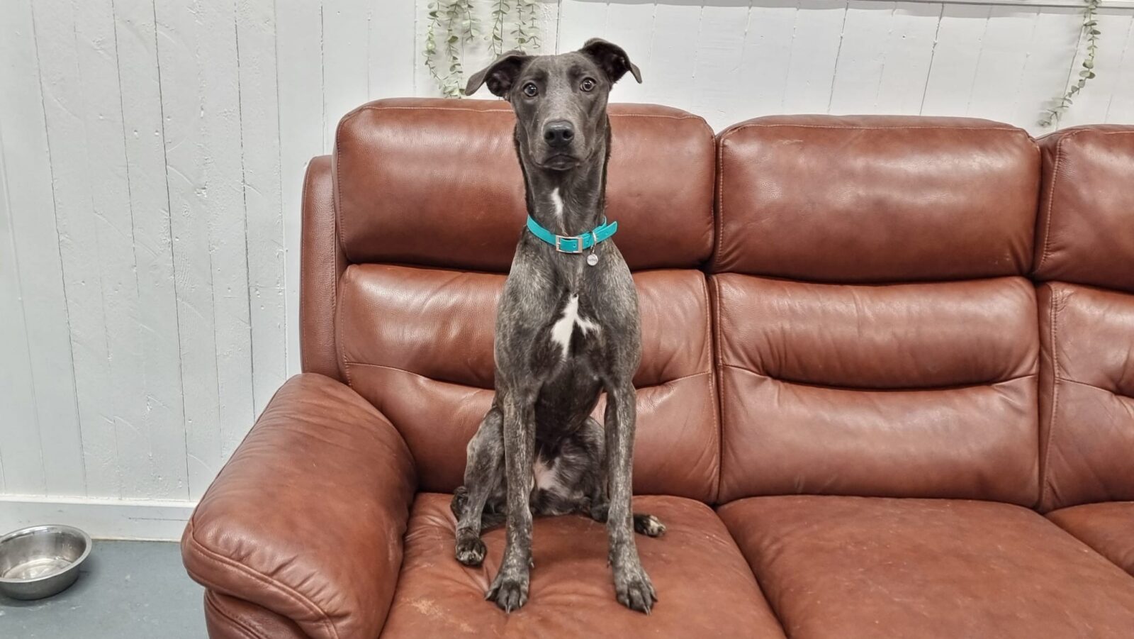 Ruby, a Unknown old unknown Unknown available for adoption from Newcastle Dogs & Cats Shelter in Newcastle-Upon-Tyne, Tyne and Wear