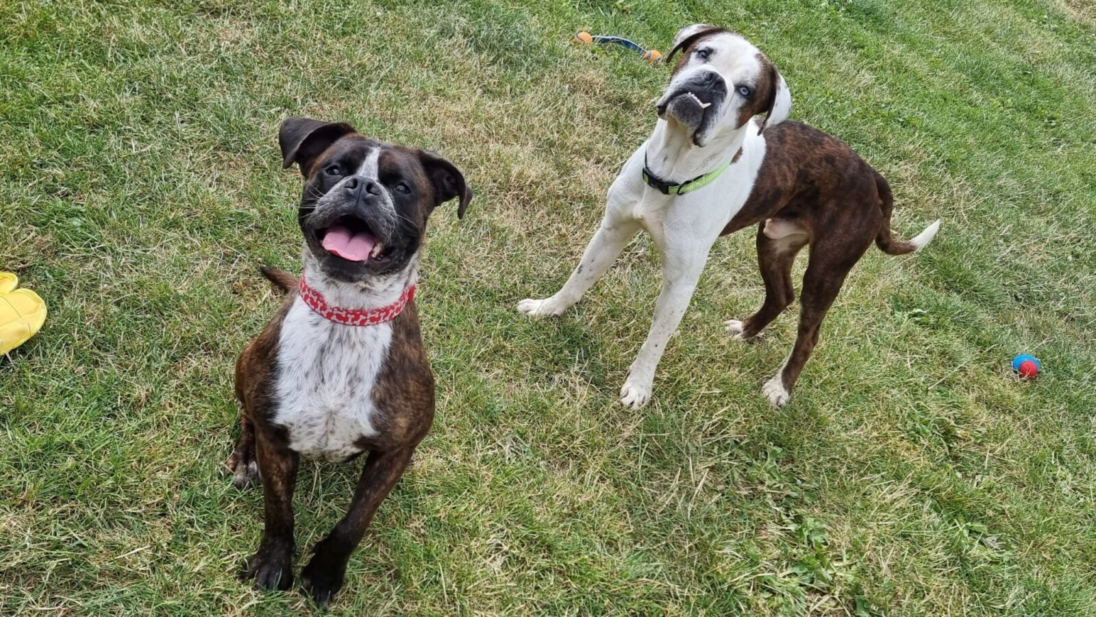 Ruddy & Sahara, a 3 years old unknown Bulldog x Mastiff available for adoption from Newcastle Dogs & Cats Shelter in Tyne and Wear