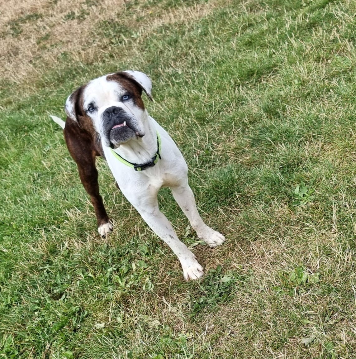 Ruddy, a 3 years old male Bulldog X Mastiff available for adoption from Newcastle Dogs & Cats Shelter in Tyne And Wear