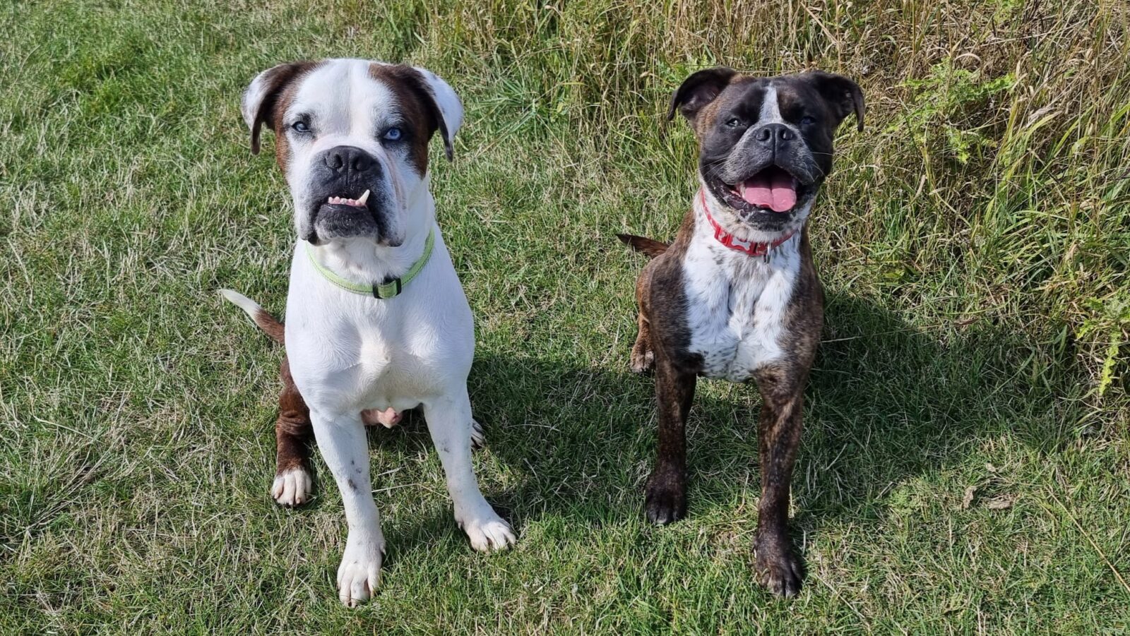 Ruddy & Sahara, a 3 years old female Bulldog X Mastiff available for adoption from Newcastle Dogs & Cats Shelter in Tyne and Wear