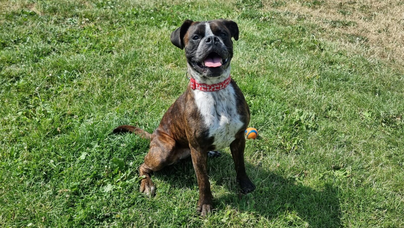 Sahara, a 3 years old female Bulldog X Mastiff available for adoption from Newcastle Dogs & Cats Shelter in Tyne And Wear