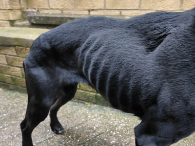 A picture of Missy's protruding ribcage when she arrived into our care.