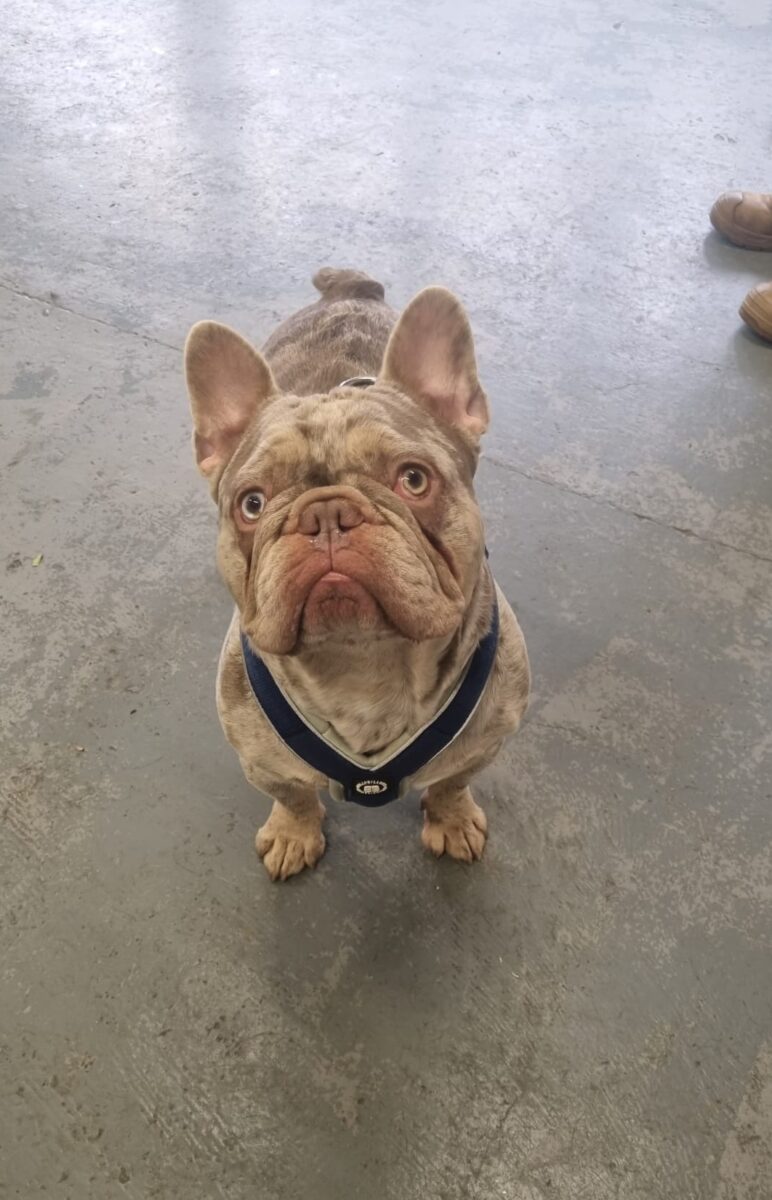 Simba, a 1 year old unknown Unknown available for adoption from Newcastle Dogs & Cats Shelter in Newcastle-Upon-Tyne, Tyne and Wear