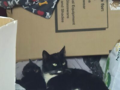 A picture of Karen and her Kittens hiding away in the Shelter's industrial skip