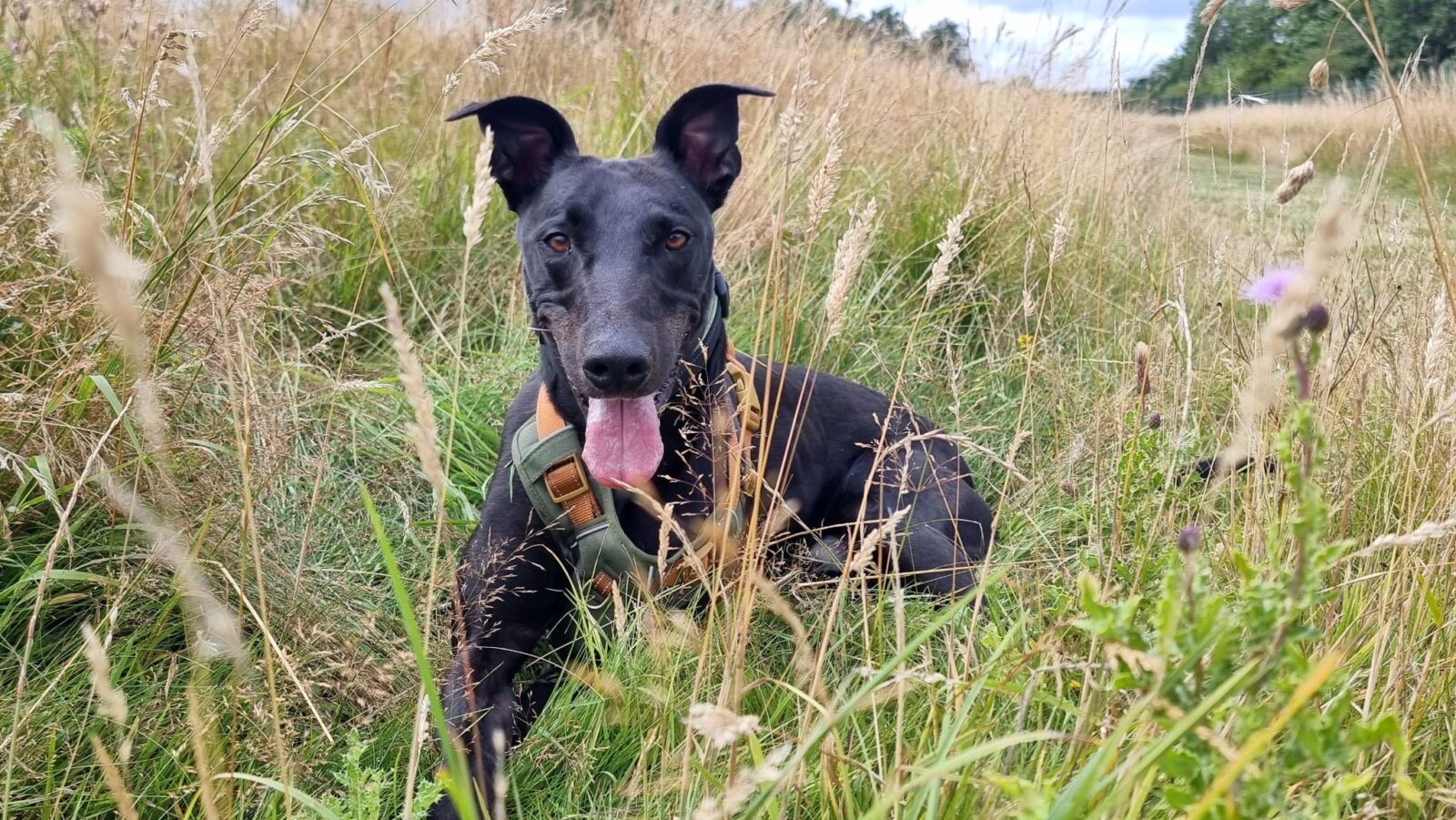 Stefan, a 4 years old male Lurcher available for adoption from Newcastle Dogs & Cats Shelter in Tyne and Wear