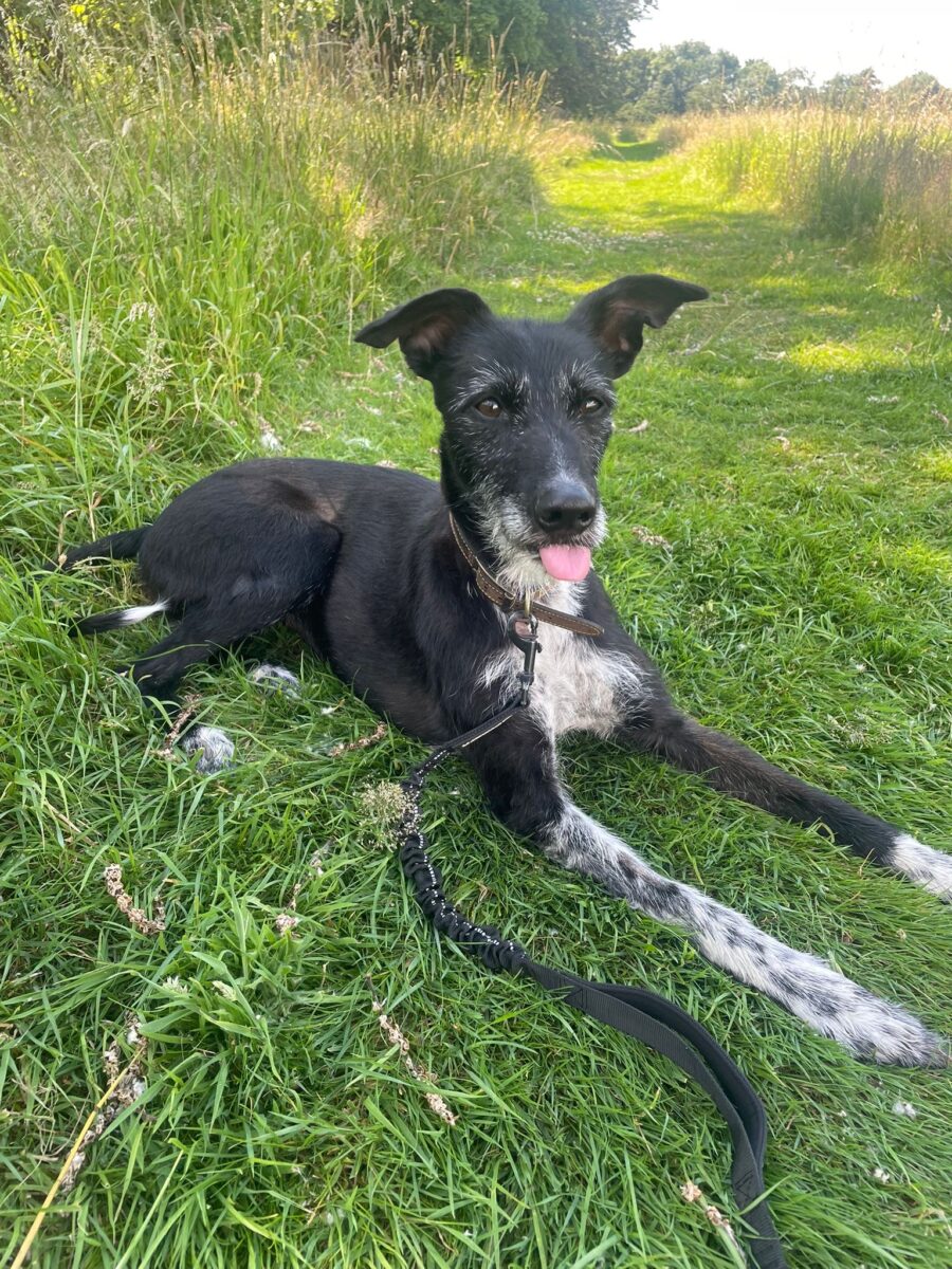 Strudel, a 6 years old female Lurcher available for adoption from Newcastle Dogs & Cats Shelter in Tyne and Wear
