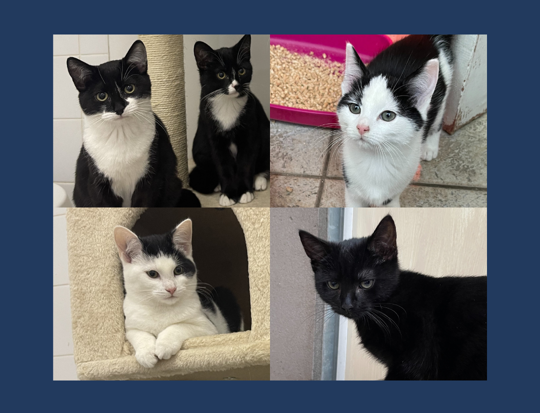 Trick Male Newcastle Dog Cat Shelter Trick Male Newcastle Dog Cat Shelter