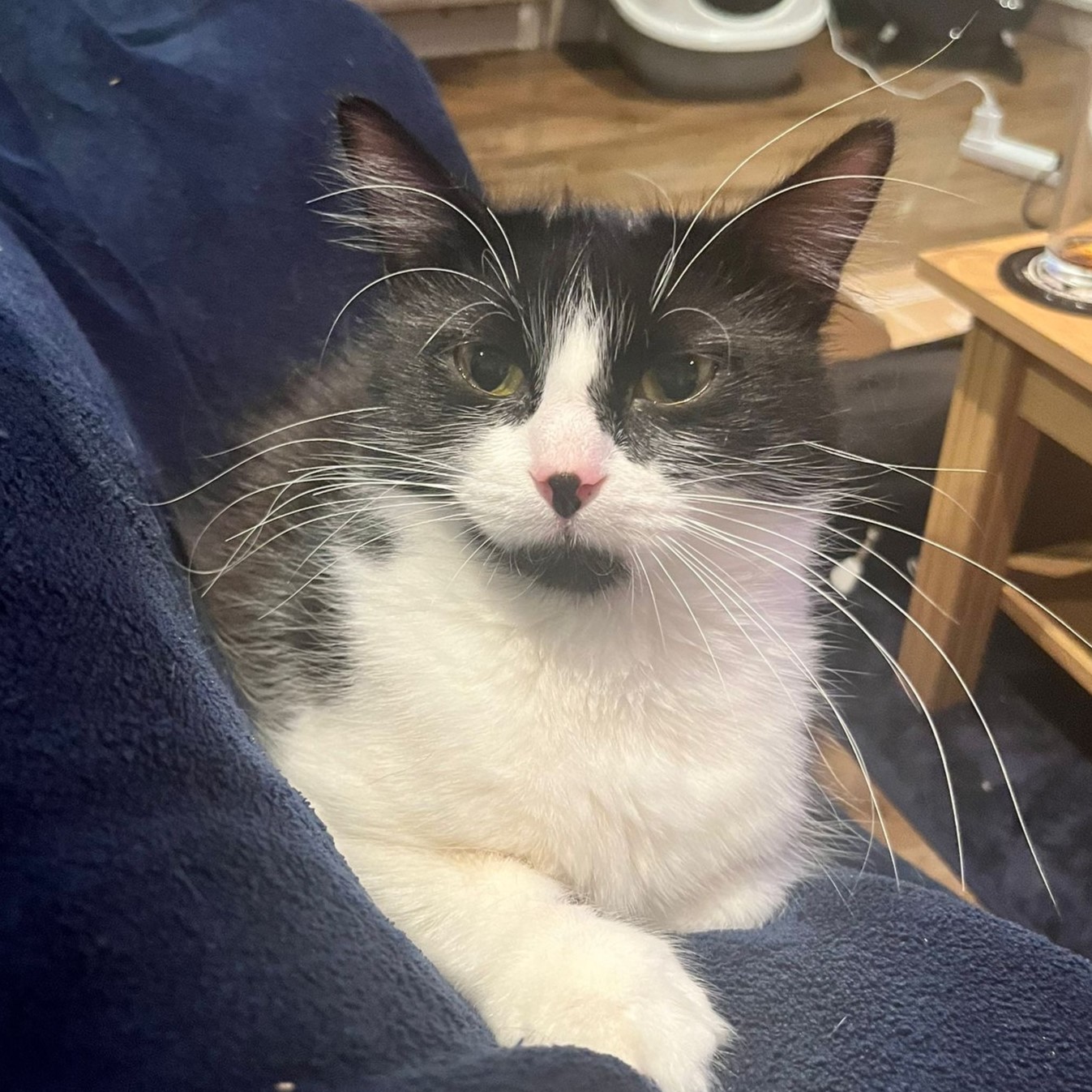 Vivienne Newcastle Dog & Cat Shelter