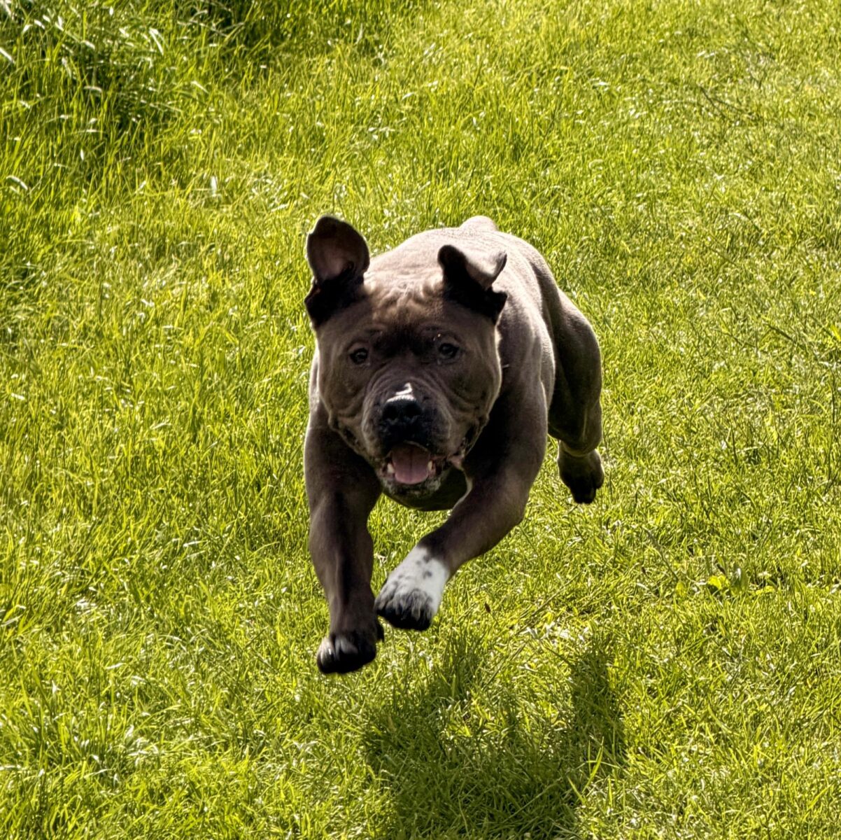 Wyatt, a 5 years old male Staffordshire Bull Terrier available for adoption from Newcastle Dogs & Cats Shelter in Tyne and Wear