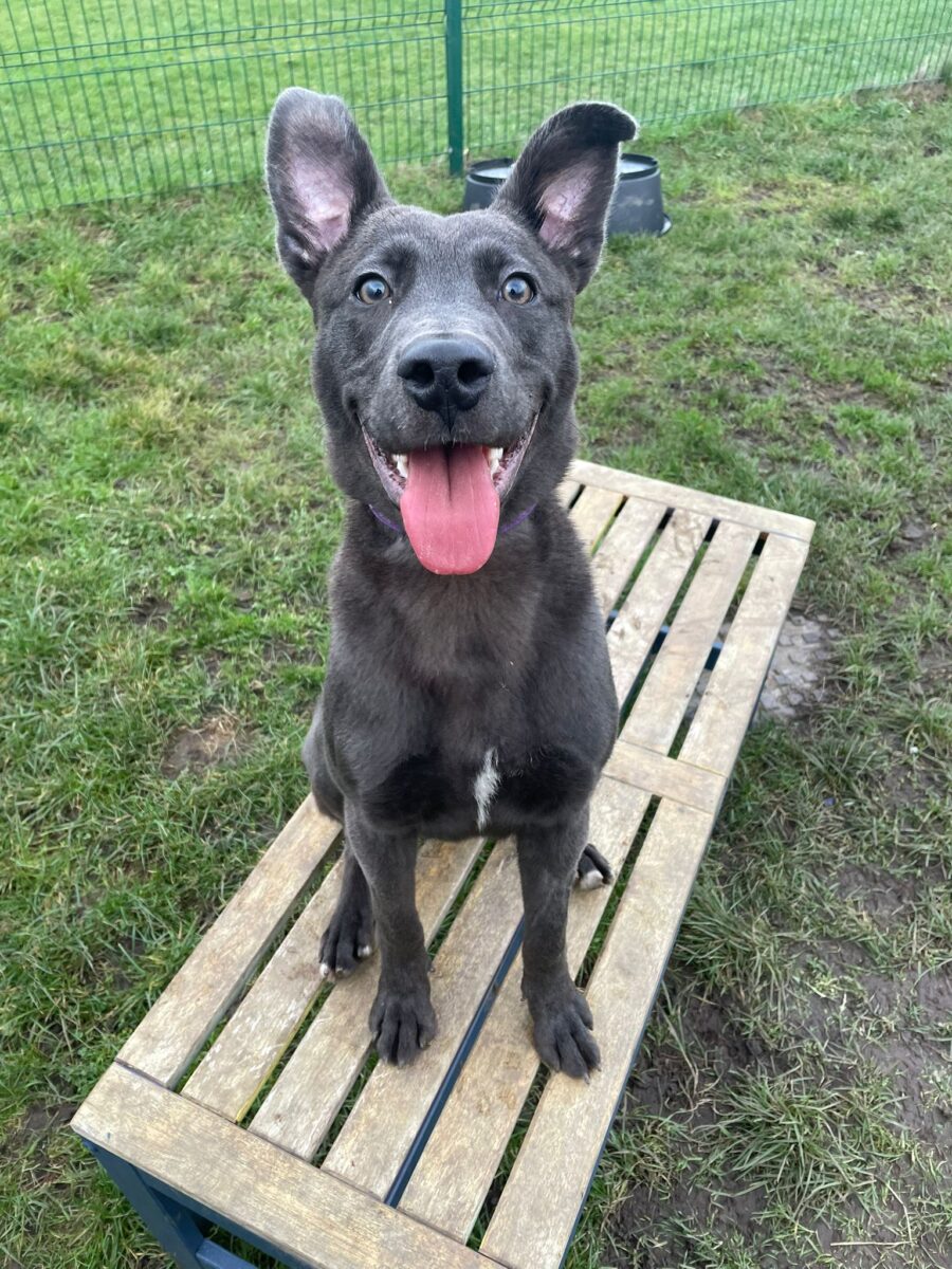 Zeke, a Unknown old male Unknown available for adoption from Newcastle Dogs & Cats Shelter in Newcastle-Upon-Tyne, Tyne and Wear