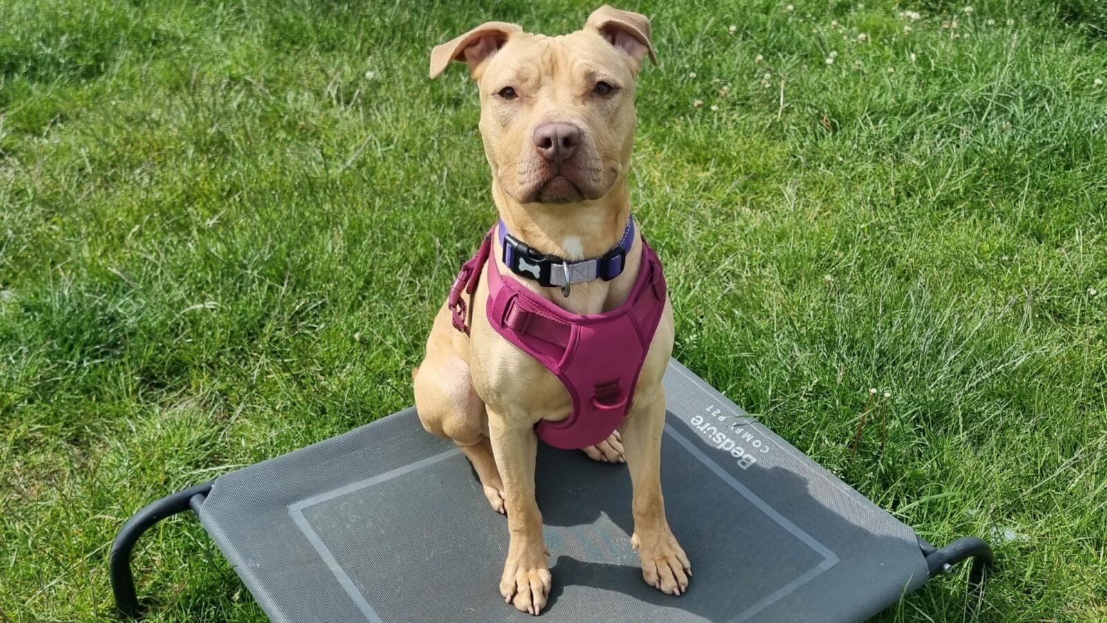 Zena, a 1 year old female Staffordshire Bull Terrier available for adoption from Newcastle Dogs & Cats Shelter in Tyne and Wear