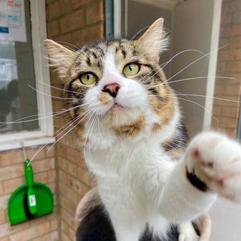 animalshelternortheast Newcastle Dog & Cat Shelter