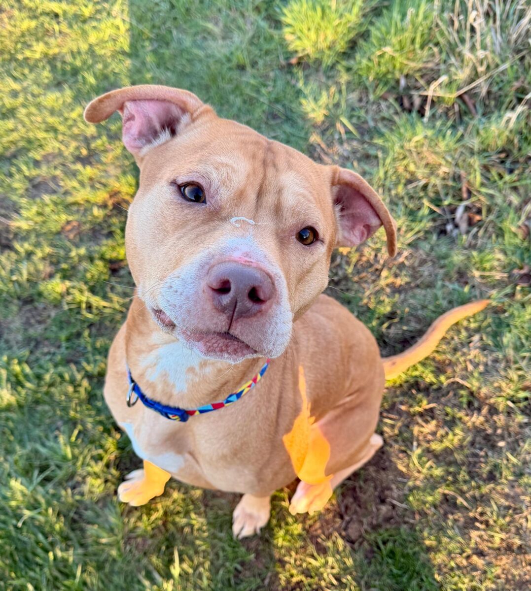Bagel, a 2 years old female Unknown available for adoption from Newcastle Dogs & Cats Shelter in Tyne and Wear