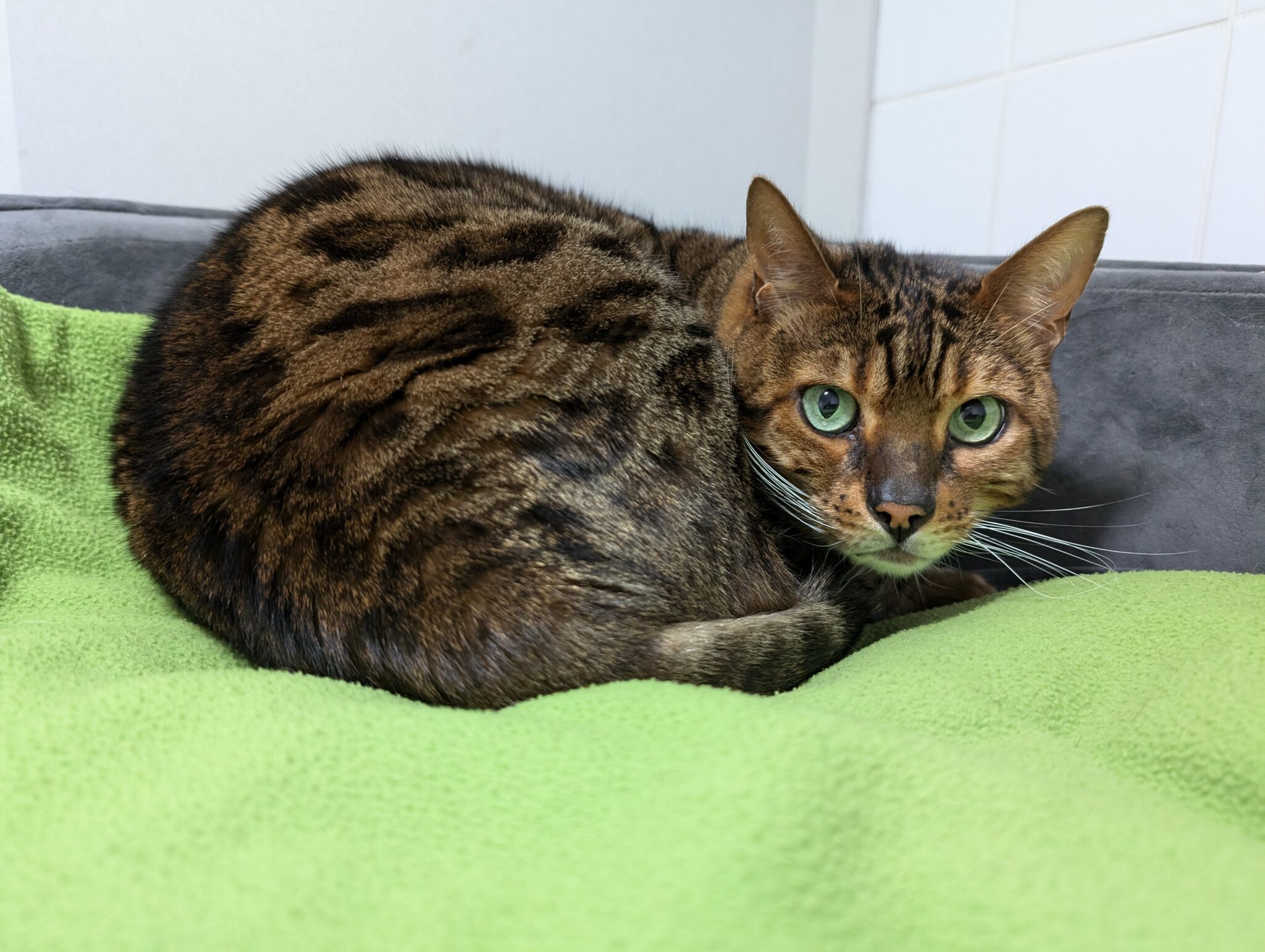 bennie Newcastle Dog & Cat Shelter