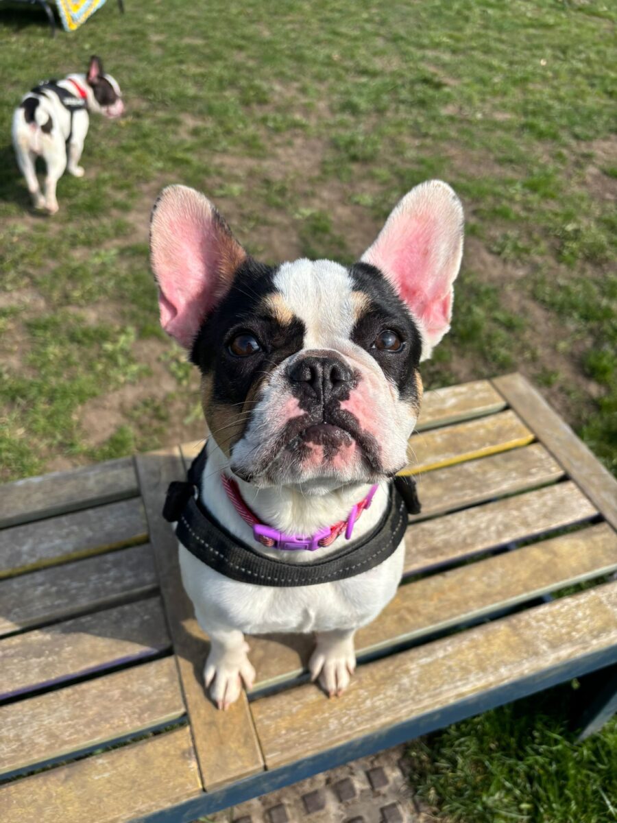 Cookie, a Unknown old unknown Unknown available for adoption from Newcastle Dogs & Cats Shelter in Tyne and Wear
