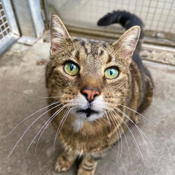image00028 Newcastle Dog & Cat Shelter