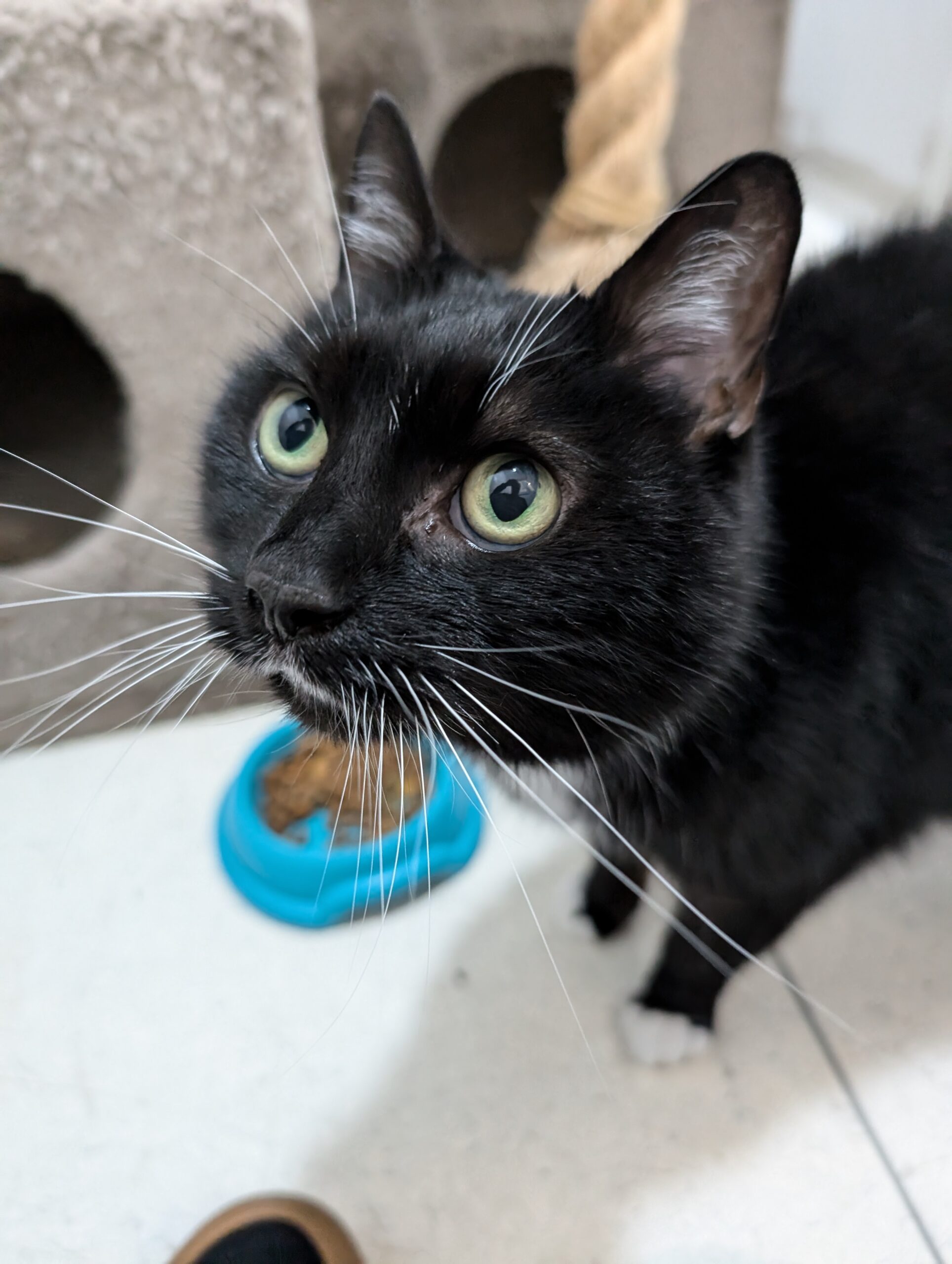 lucas Newcastle Dog & Cat Shelter