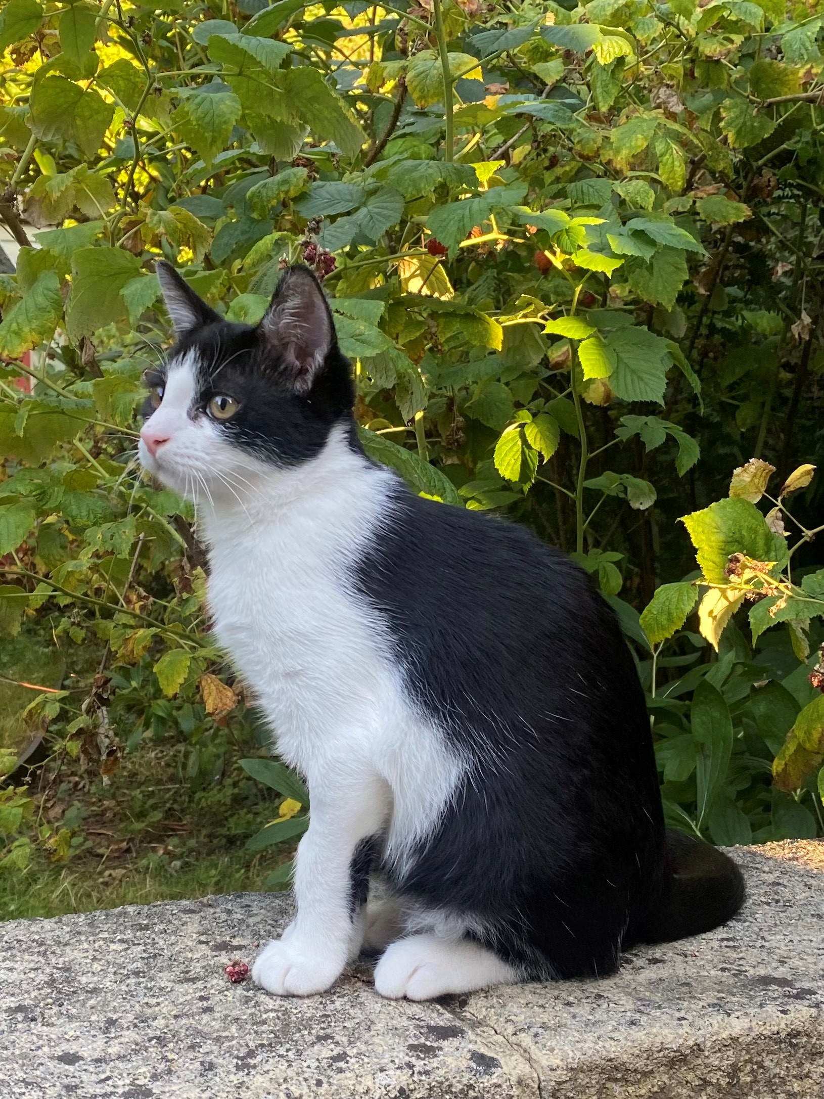 mac Newcastle Dog & Cat Shelter