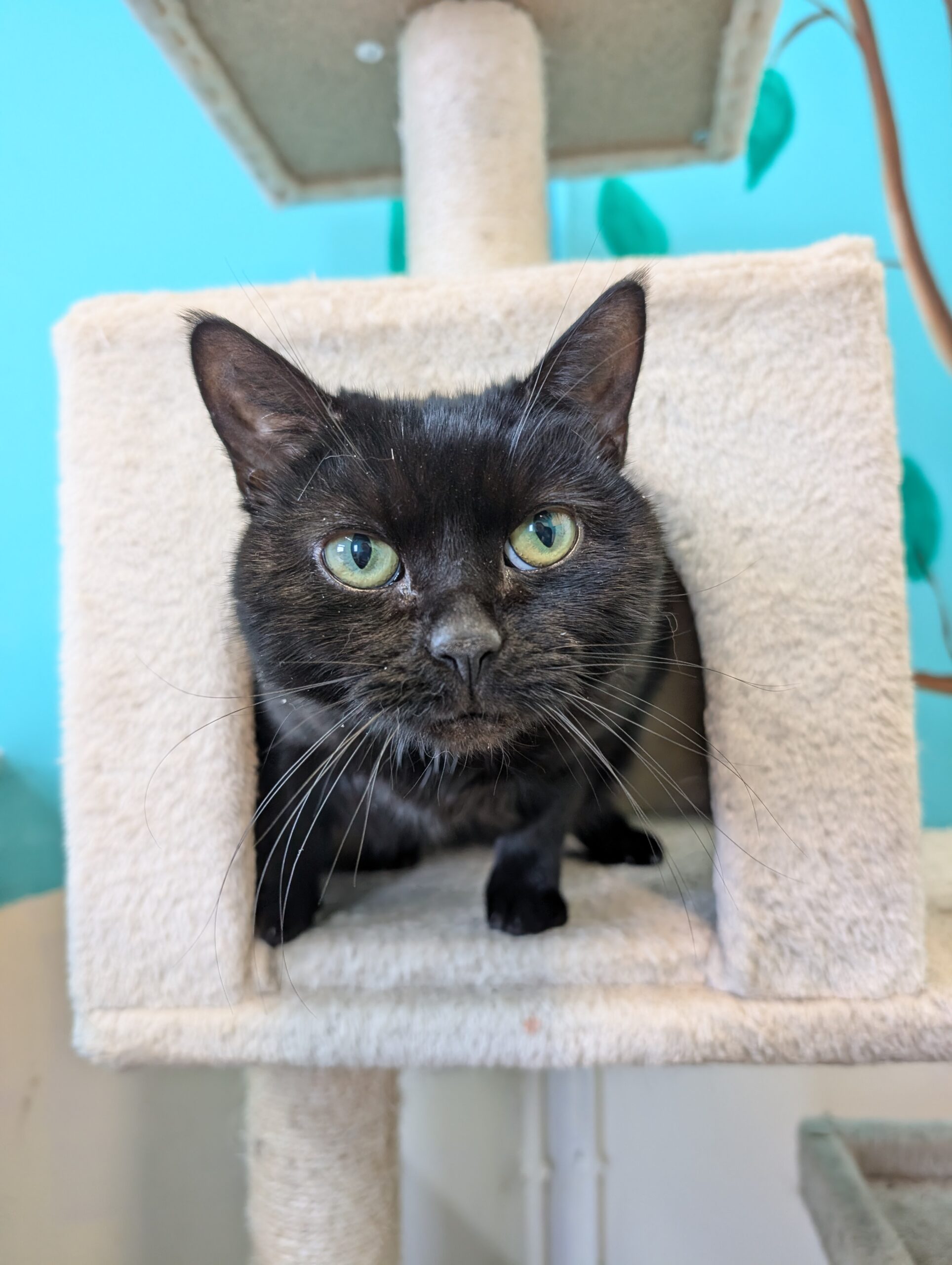 pudfge Newcastle Dog & Cat Shelter