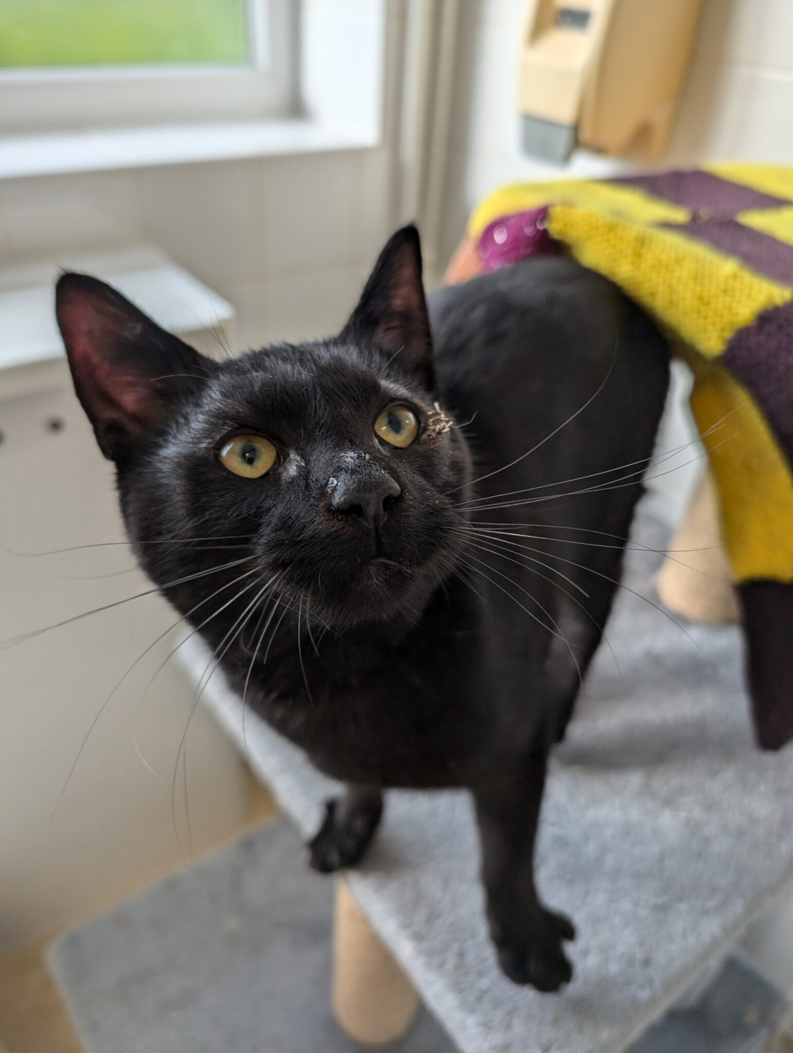 sox Newcastle Dog & Cat Shelter