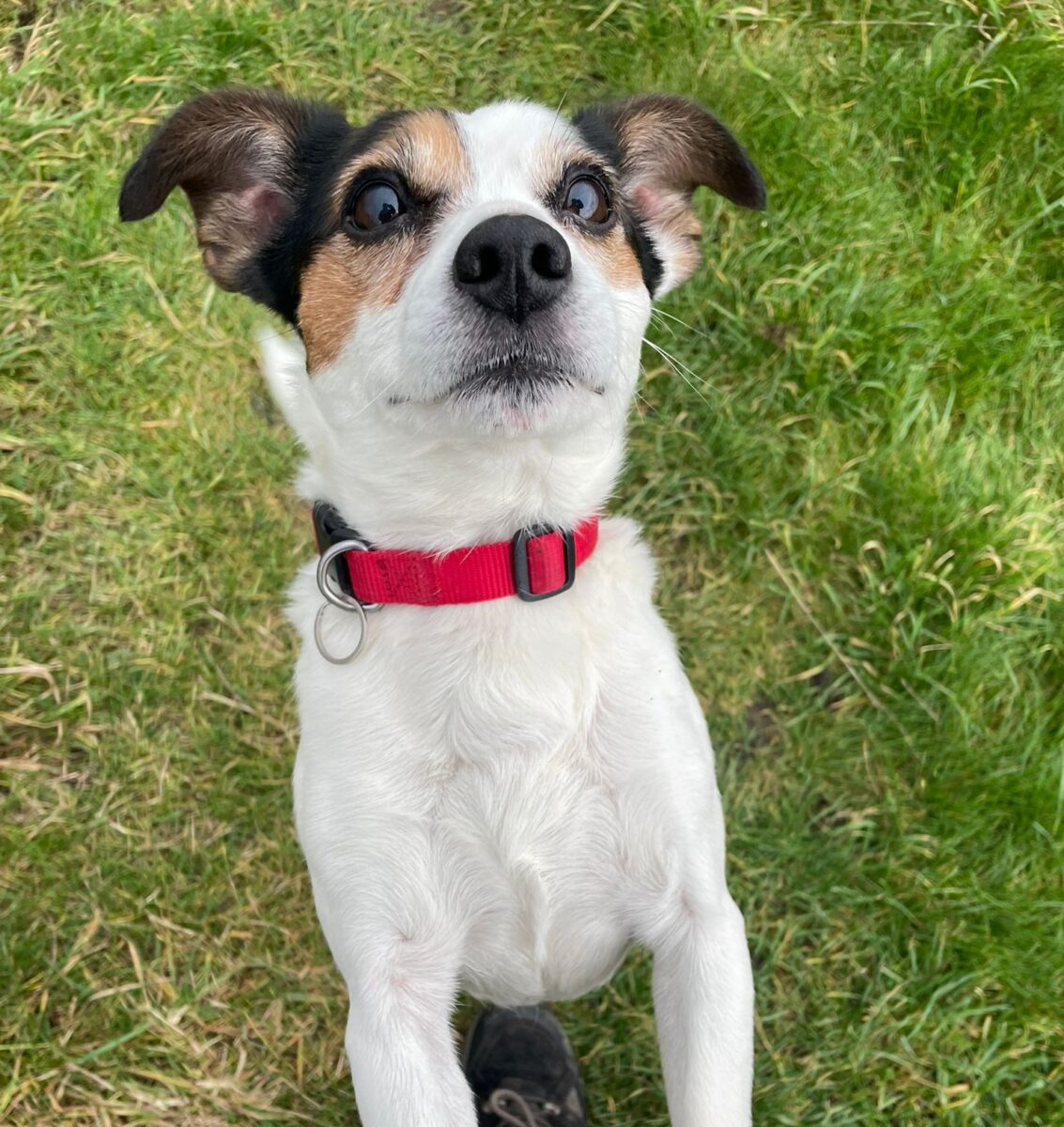 Spot, a 7 years old unknown Unknown available for adoption from Newcastle Dogs & Cats Shelter in Newcastle-Upon-Tyne, Tyne and Wear