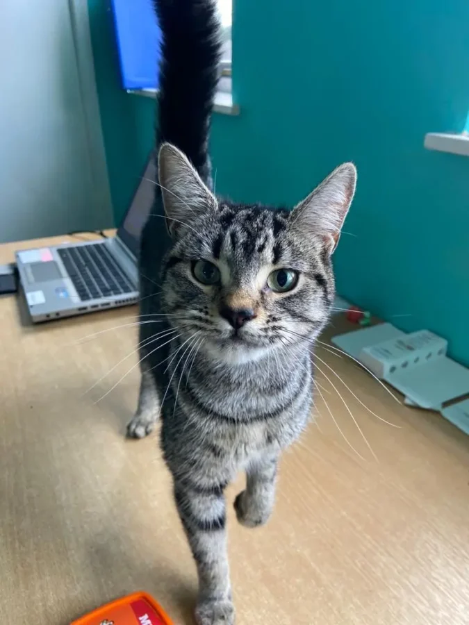 star Newcastle Dog & Cat Shelter