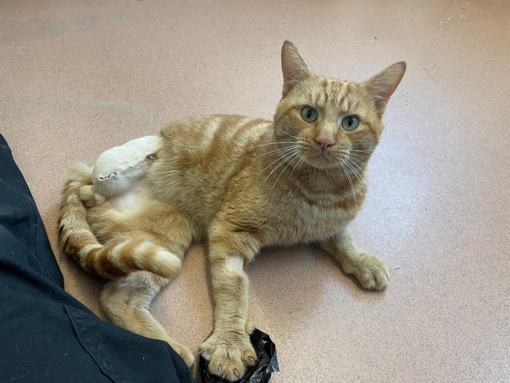 A photo of Otto in our vet room