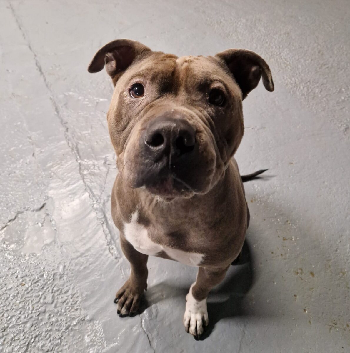 Wyatt, a 5 years old male Staffordshire Bull Terrier available for adoption from Newcastle Dogs & Cats Shelter in Newcastle-Upon-Tyne, Tyne and Wear